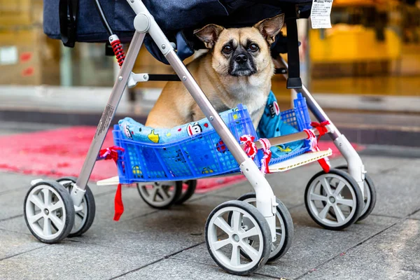 Cute Dog Sitting Baby Carriage — Stock Photo, Image