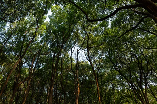 Vedere Unghiulară Scăzută Copacilor Pădure Frunze Verzi Timpul Zilei — Fotografie de stoc gratuită
