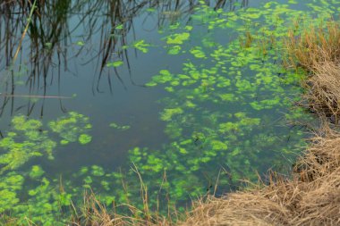 Ormanda yeşil çimenler.