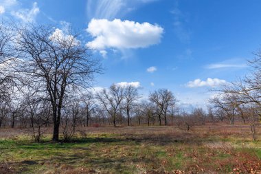 Kurumuş bitkiler ve çıplak ağaçlarla dolu sonbahar tarlası