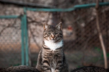 Sokakta yeşil gözlü bir kedinin portresi.