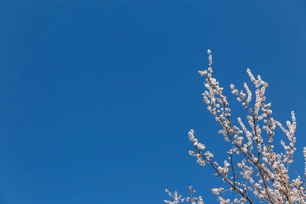 Mekar Pohon Bunga Terhadap Langit Biru — Stok Foto