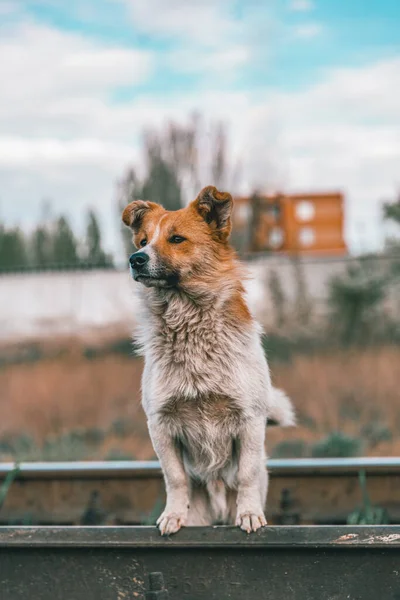 Schattige Hond Spoorweg — Stockfoto