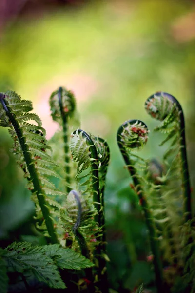 양치식물 의부드러운 — 스톡 사진