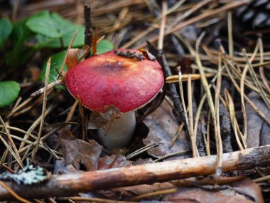 brittlegill mantar karartma