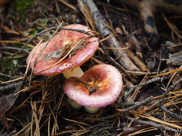 Darkening brittlegill mushroom — Stock Photo, Image