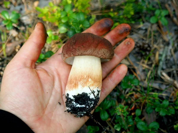 Porcini di funghi bianchi biologici selvatici sulla mano umana — Foto Stock
