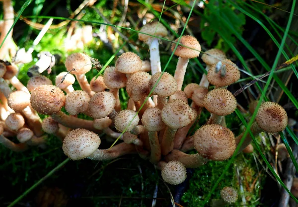 Bunch of young honey mushrooms growing in the forest — Stock Photo, Image