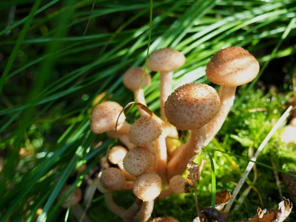 Grono młodych miód grzyby rosnące w lesie — Zdjęcie stockowe