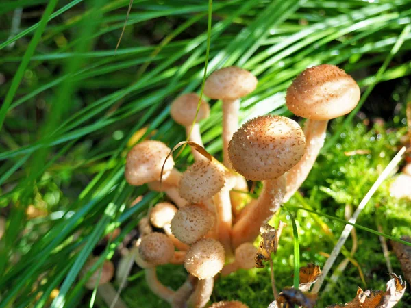 Bunch of young honey mushrooms growing in the forest — Stock Photo, Image