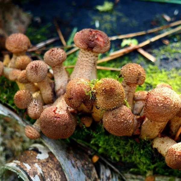 Bunch of young honey mushrooms growing in the forest — Stock Photo, Image