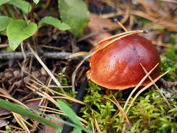 Brown mossiness mushroom — Stock Photo, Image