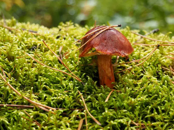 Brown mossiness mushroom — Stock Photo, Image