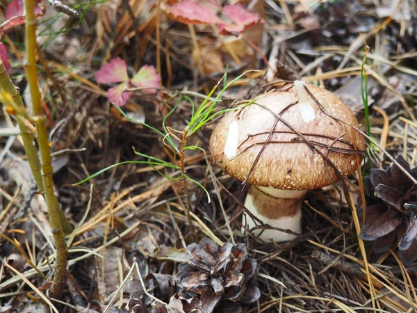 Geringde bronskleurig paddestoel — Stockfoto