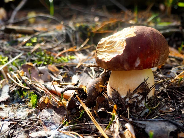 Wild biologische witte paddestoelen opgegeten door bos dieren — Stockfoto