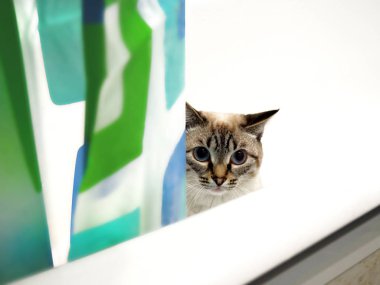 Bir küvet içinde beyaz kedi