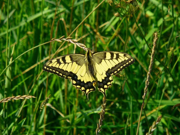 Velho Mundo Swallowtail, Papilio machaon borboleta — Fotografia de Stock