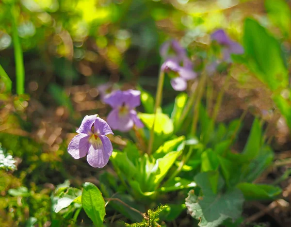 Ανθισμένα Viola odorata γλυκό βιολετί, ξύλο βιολετί, Αγγλικά βιολετί, κοινή βιολετί ή κήπου Βιολέτα — Φωτογραφία Αρχείου