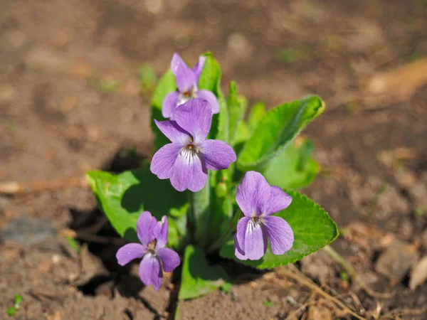Ανθισμένα Viola odorata, γλυκό βιολετί, ξύλο βιολετί, Αγγλικά βιολετί, κοινή βιολετί ή κήπου Βιολέτα — Φωτογραφία Αρχείου