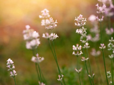 Güzel beyaz Lavanta yeşil çayırda çiçek