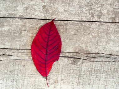 Parlak kırmızı sonbahar yaprakları yaşlanmış ahşap üzerinde.