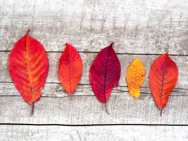 Parlak kırmızı sonbahar yaprakları yaşlanmış ahşap üzerinde.