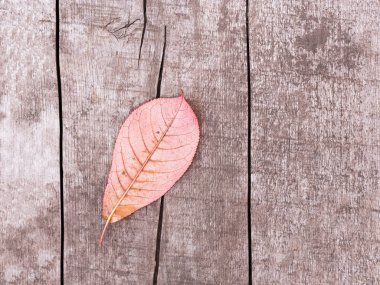 Parlak kırmızı sonbahar yaprakları yaşlanmış ahşap üzerinde.