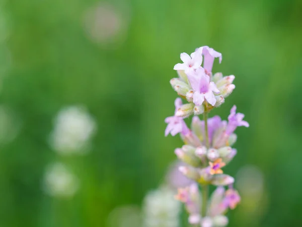 Beautiful white Lavender blooming in green meadow — Stock Photo, Image