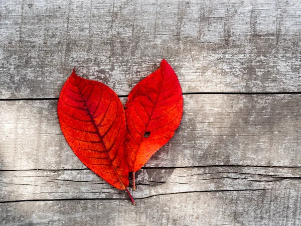 Jasně červené podzimní listy na starém dřevě. — Stock fotografie