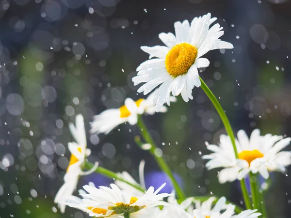 Lindas flores brancas da margarida no dia ensolarado — Fotografia de Stock