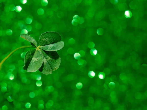 Φρέσκο πράσινο τυχερό τετράφυλλο τριφύλλι — Φωτογραφία Αρχείου