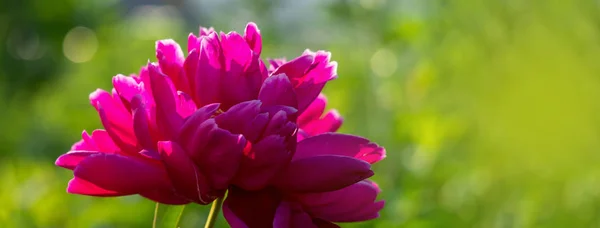 Prachtige paarse pioenroos bij zonsondergang bokeh achtergrond — Stockfoto