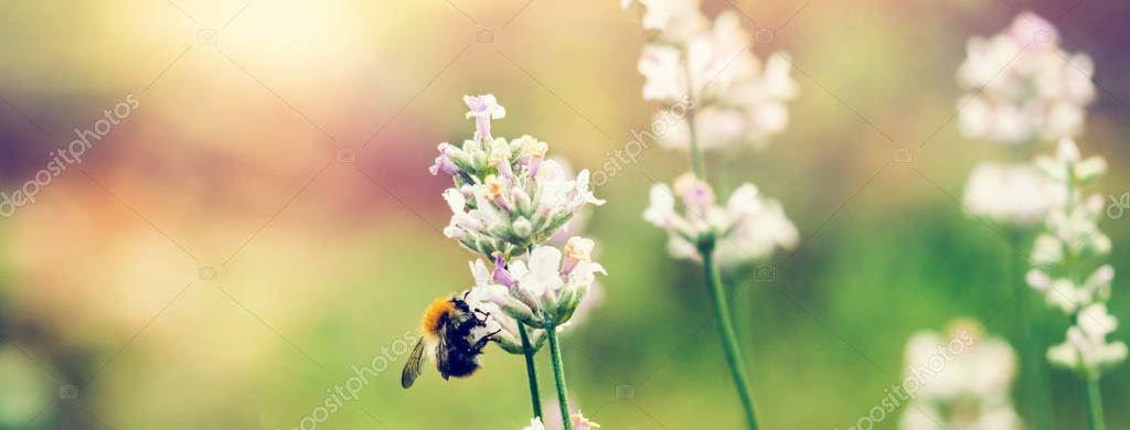 Beautiful white Lavender blooming in green meadow Stock Image