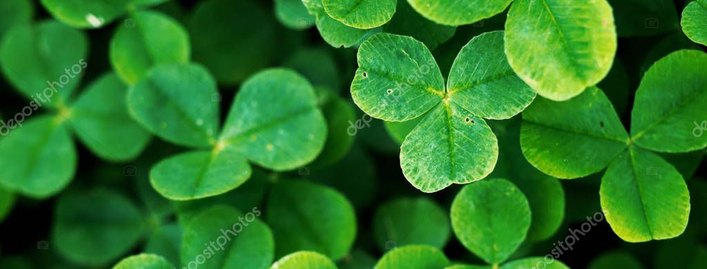 Four leaf clover in green grass Royalty Free Stock Photos