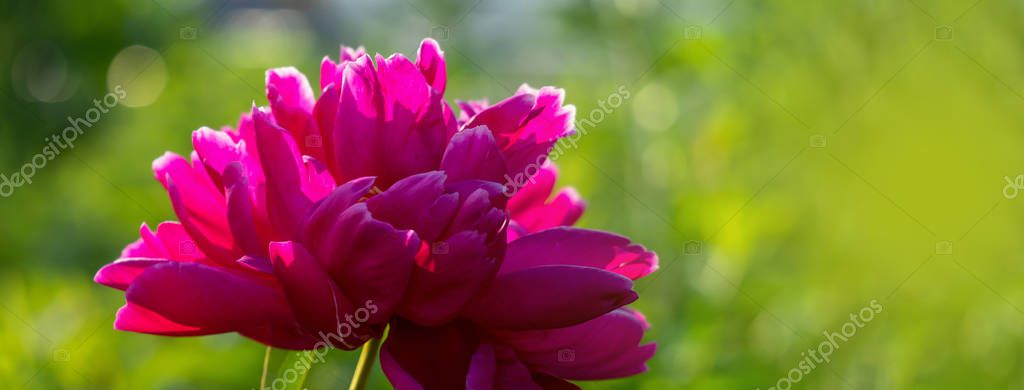 Gorgeous purple peony at sunset bokeh background Stock Photo