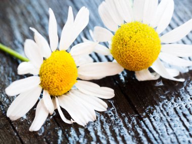 Köy ahşap masada beyaz papatya çiçeği.