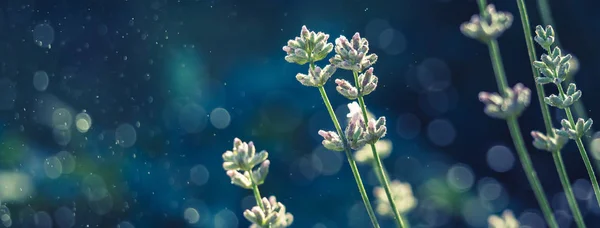 Eleganter weißer Lavendel blüht auf der grünen Wiese. — Stockfoto