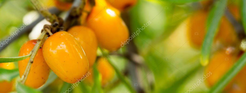 Branch of ripe orange sea-buckthorn berries Royalty Free Stock Images