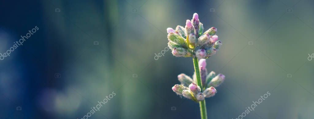 Elegant white Lavender blooming in green meadow. Stock Picture