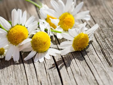 Köy ahşap masada beyaz papatya çiçeği.