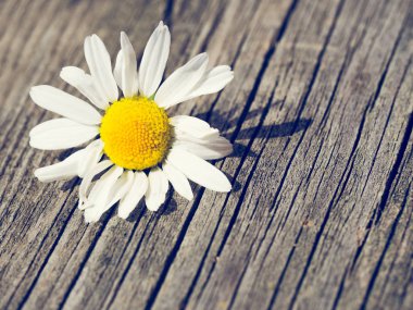 Köy ahşap masada beyaz papatya çiçeği.