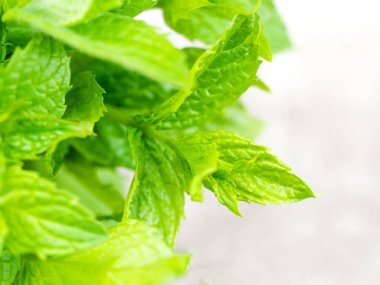 Bahçeden taze nane yaprakları topluyorum.