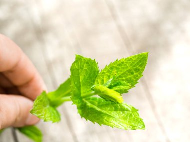 Bahçede taze nane yaprakları hasat