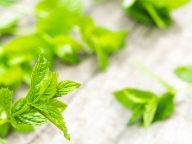 Bahçede taze nane yaprakları hasat