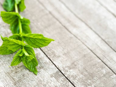 Bahçede taze nane yaprakları hasat