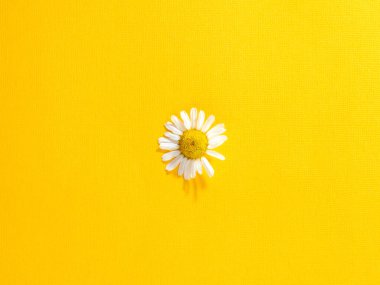 Parlak sarı bir kağıtta tek papatya çiçeği