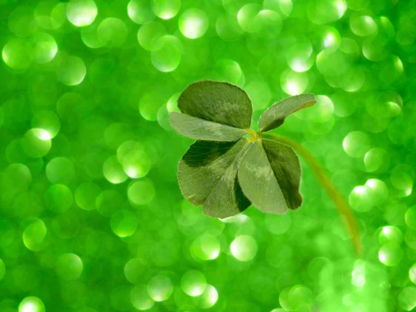 Four leaf clover on sparkling green background — Stock Photo, Image