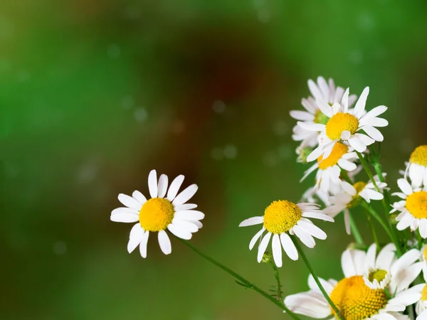 Ramo de flores de margarita blanca sobre fondo verde . —  Fotos de Stock