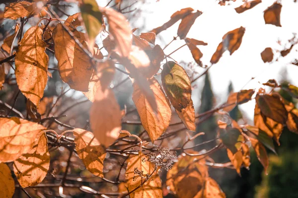 Güneşli bir günde sonbahar yaprakları. Renkli yapraklar yakın — Stok fotoğraf