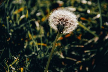 Karahindibadaki örümcek. Yakın plan.